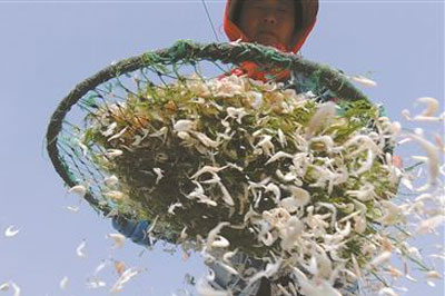 探花视频在线检测仪