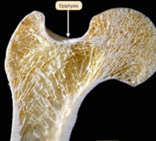 探花视频在线仪有哪些知名品牌沟通防治骨质疏松=补钙？